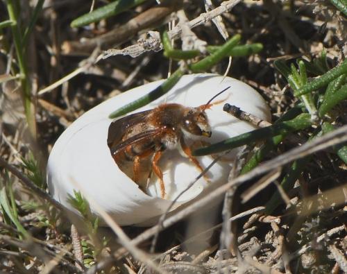 Réf. 225 984 : Rhodanthidium sticticum